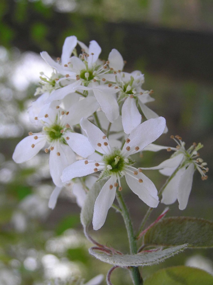 Closeup of white serviceberry flowers.